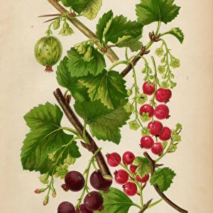 Currant, Red Currant, Black Currant and Gooseberry, Victorian Botanical Illustration