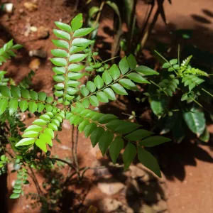 Curry leaves, Sri Lanka