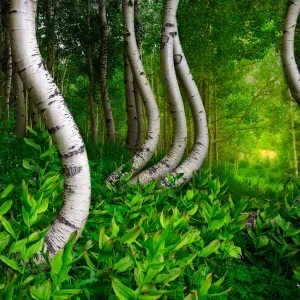Curved Aspen Tree Print from Ophir Pass in Southwest Colorado Curved Aspen Tree Print from Ophir Pass in Southwest Colorado