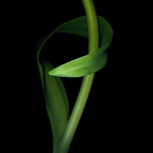 Curved leaf of rococo parrot tulip