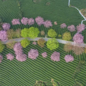 The curved tea garden on the top of the mountain in spring The curved tea garden on the top of the mountain in spring