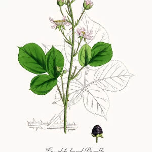 Cuspidate-leaved Bramble, Rubus mucronulatus, Victorian Botanical Illustration, 1863