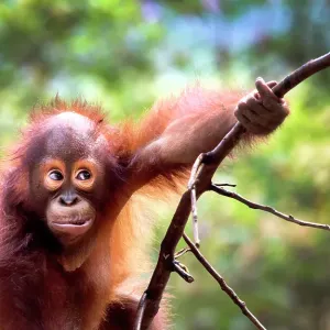 Baby Orangutan Print from Borneo