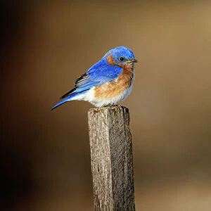 Cute Blue Bluebird Perched on Post at Exton Park, Pennsylvania