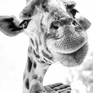Cute Giraffe in Extreme Close Up at Nairobi Park, Kenya