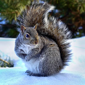 Cute gray squirrel