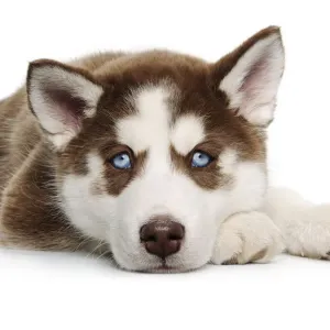 Brown and White Siberian Husky Print Brown and White Siberian Husky Print