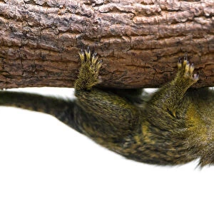 Cute pigmy marmoset on a branch, upside down