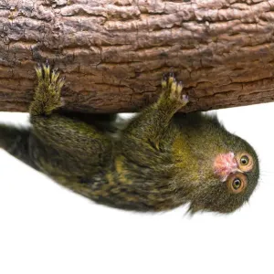 Upside Down Pigmy Marmoset Print Upside Down Pigmy Marmoset Print