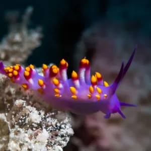 Cuthona sibogae Nudibranch Cuthona sibogae Nudibranch