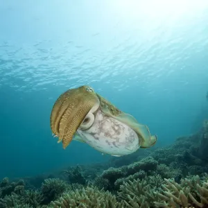Cuttlefish Print with Sunburst Background Cuttlefish Print with Sunburst Background