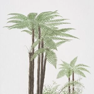 Cyathea sp. Tree Ferns