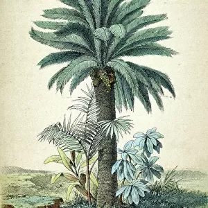 Cycas revoluta, palm tree