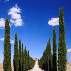 Cypress lined road