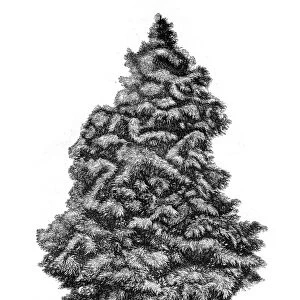 Cypress tree illustration 1874