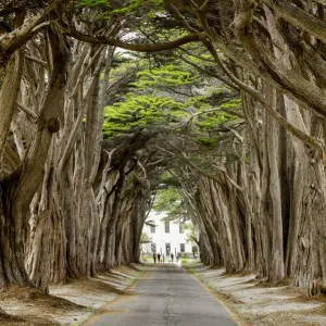 Cypress Tree Tunnel Print, Point Reyes National Seashore Cypress Tree Tunnel Print, Point Reyes National Seashore