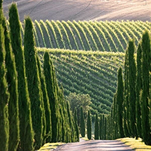 Cypress trees and vineyards in Marche Region, Italy