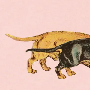 Two dachshunds