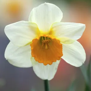 Daffodil, flower