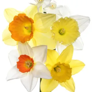 Daffodils Daffodils
