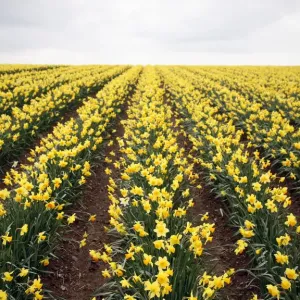 Daffodils Daffodils