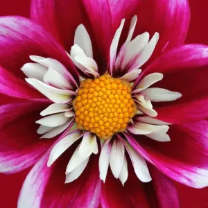 Dahlia Dahlia