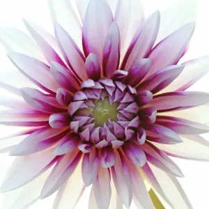 Dahlia Dahlia