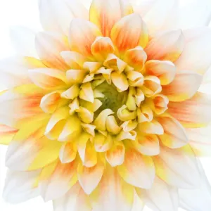 Dahlia Lady Darlene Dahlia Lady Darlene