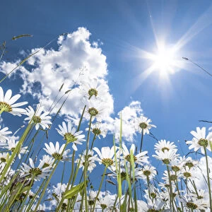 Daisies -Leucanthemum vulgare- from below, flower meadow, worms eye view, blue summer sky with sun and rays