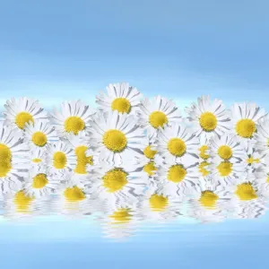 Daisies on water, mirroring, 3D graphics Daisies on water, mirroring, 3D graphics