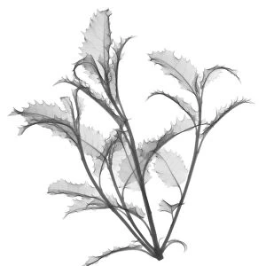 Daisy bush (Olearia macrodonta major), X-ray