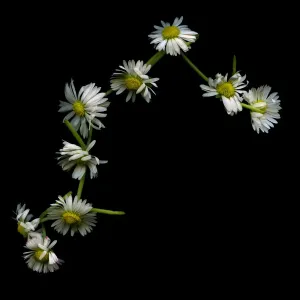 Daisy chain Daisy chain