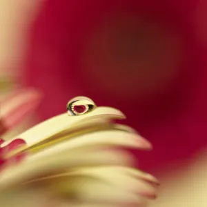 Daisy in droplet macro