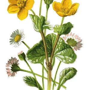 daisy, marsh-marigold, kingcup