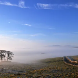 Dales mist