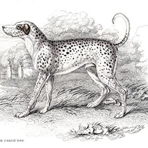 Dalmatian dog engraving 1840