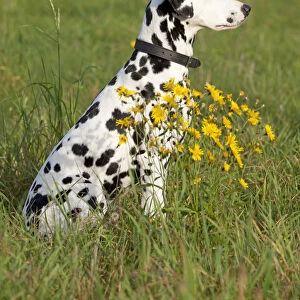Dalmatian sitting in a meadow