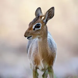 Damara Dik-dik (Madoqua kirkii damarensis)