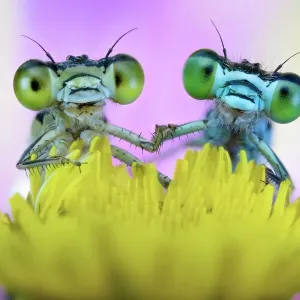 Two damselflies on wild flower Two damselflies on wild flower