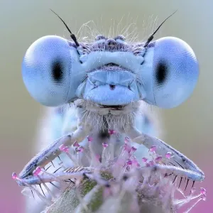 Damselfly Blue Eyes Print Damselfly Blue Eyes Print