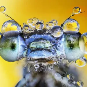Damselfly with des drops on its eyes Damselfly with des drops on its eyes