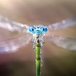 Damselfly with its wings spread out Damselfly with its wings spread out