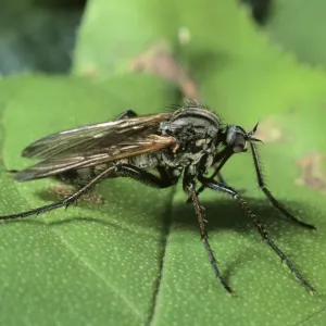 Dance Fly (Empis tessellata) Dance Fly (Empis tessellata)