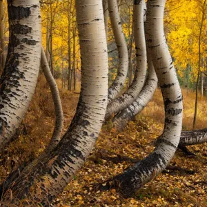 Curved Aspen Tree Print in Ophir, Colorado Curved Aspen Tree Print in Ophir, Colorado