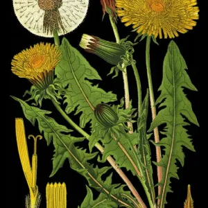 Dandelion Medicinal Plant Print Dandelion Medicinal Plant Print