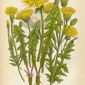 Dandelion, Crepis, Hawksbeard, Borkshausia, Victorian Botanical Illustration