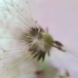 Dandelion seeds taken in macro photography