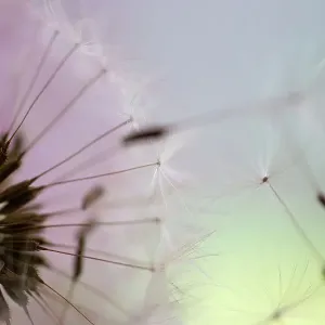 Dandelion seeds taken in macro photography Dandelion seeds taken in macro photography