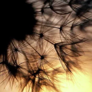 Dandelion sunset Dandelion sunset