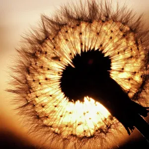 Dandelion sunset Dandelion sunset